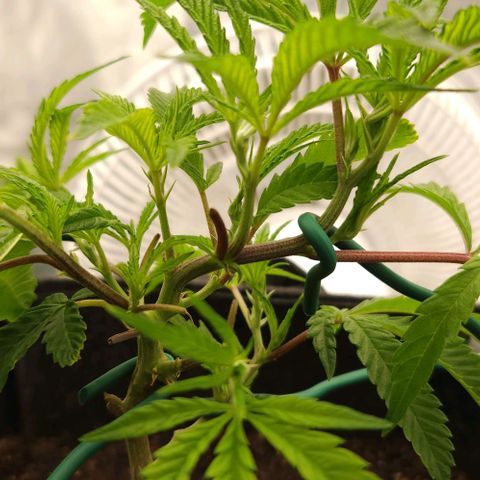 Purple Fuel, Top G, Purple G growlog timeline photo