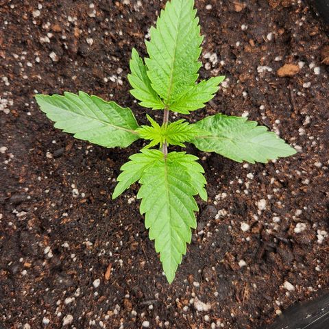 Purple Fuel, Top G, Purple G growlog timeline photo