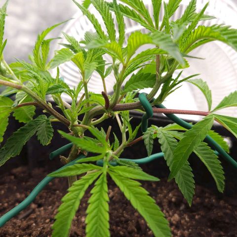 Purple Fuel, Top G, Purple G growlog timeline photo