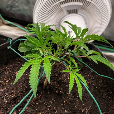 Purple Fuel, Top G, Purple G growlog timeline photo