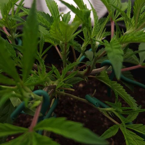 Purple Fuel, Top G, Purple G growlog timeline photo