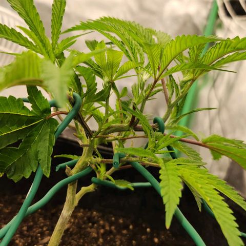 Purple Fuel, Top G, Purple G growlog timeline photo