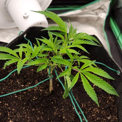 Purple Fuel, Top G, Purple G growlog timeline photo