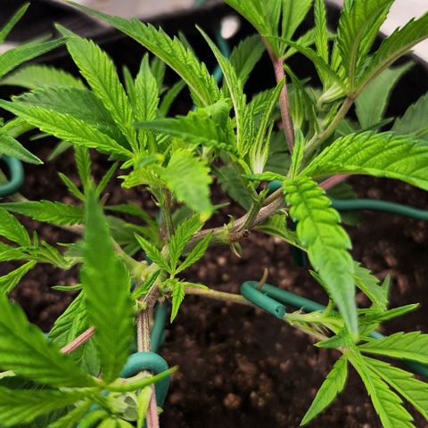Purple Fuel, Top G, Purple G growlog timeline photo