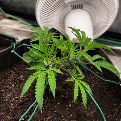 Purple Fuel, Top G, Purple G growlog timeline photo