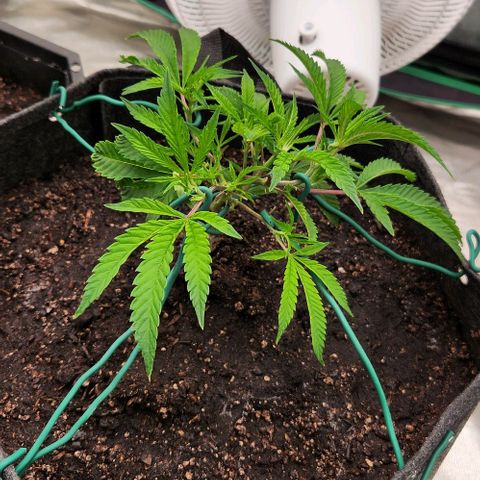 Purple Fuel, Top G, Purple G growlog timeline photo