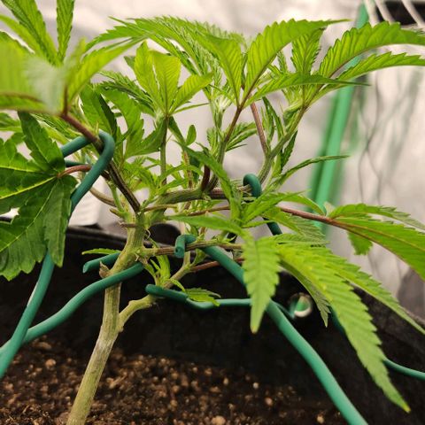 Purple Fuel, Top G, Purple G growlog timeline photo