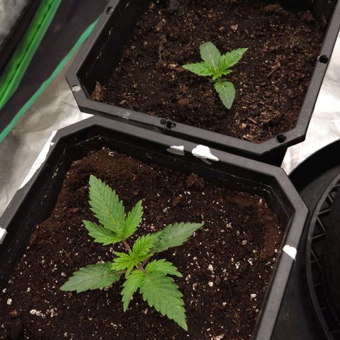Purple Fuel, Top G, Purple G growlog timeline photo