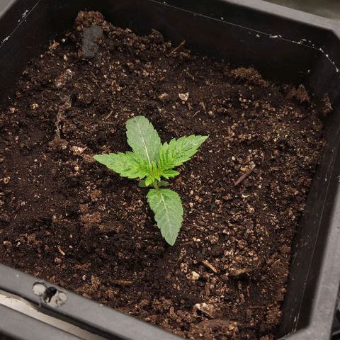 Purple Fuel, Top G, Purple G growlog timeline photo