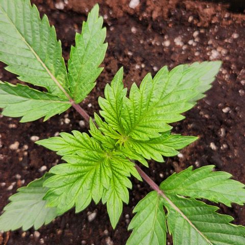 Purple Fuel, Top G, Purple G growlog timeline photo