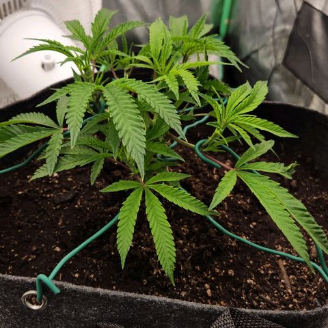 Purple Fuel, Top G, Purple G growlog timeline photo