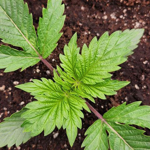 Purple Fuel, Top G, Purple G growlog timeline photo