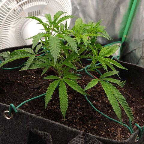 Purple Fuel, Top G, Purple G growlog timeline photo