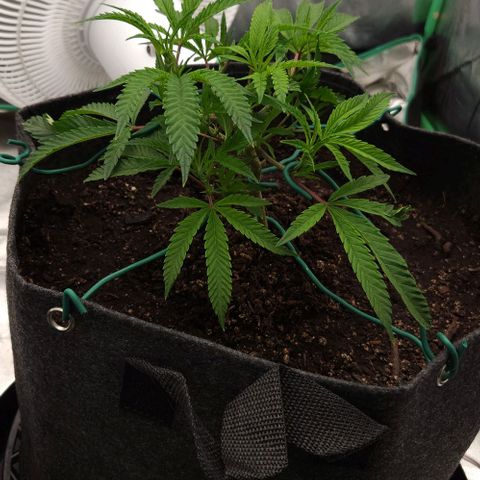 Purple Fuel, Top G, Purple G growlog timeline photo