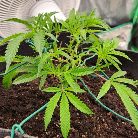Purple Fuel, Top G, Purple G growlog timeline photo