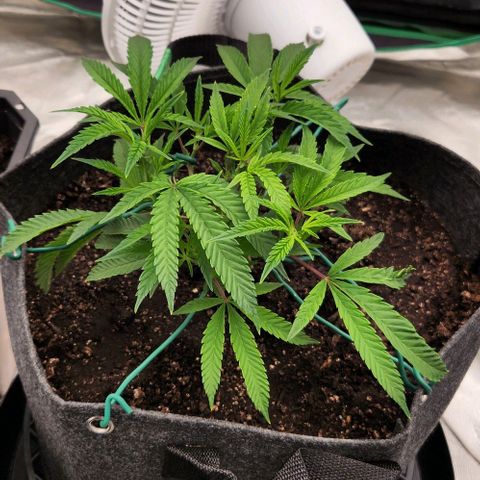 Purple Fuel, Top G, Purple G growlog timeline photo