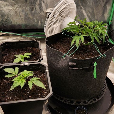 Purple Fuel, Top G, Purple G growlog timeline photo