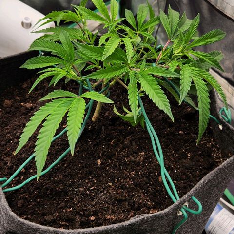 Purple Fuel, Top G, Purple G growlog timeline photo