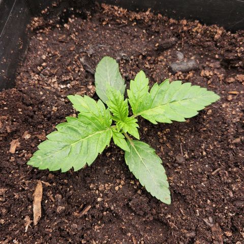 Purple Fuel, Top G, Purple G growlog timeline photo