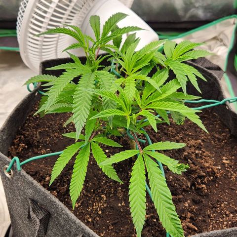 Purple Fuel, Top G, Purple G growlog timeline photo
