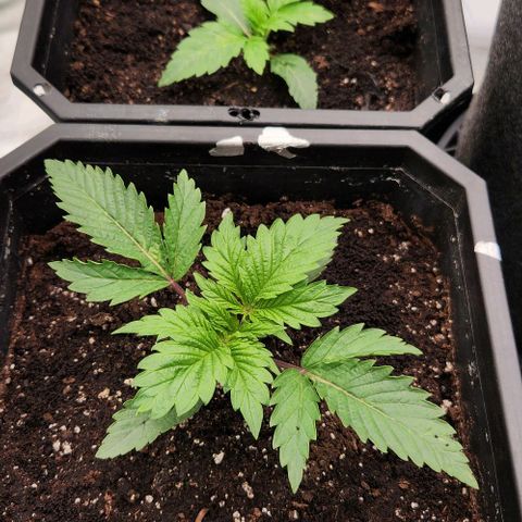 Purple Fuel, Top G, Purple G growlog timeline photo