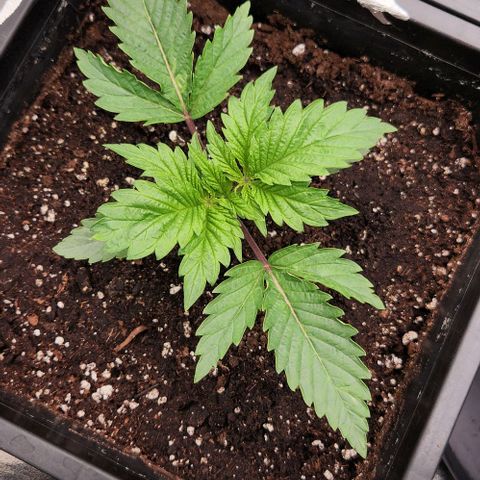 Purple Fuel, Top G, Purple G growlog timeline photo