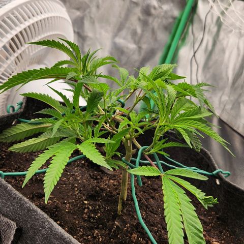 Purple Fuel, Top G, Purple G growlog timeline photo