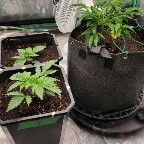 Purple Fuel, Top G, Purple G growlog timeline photo