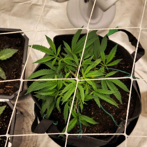 Purple Fuel, Top G, Purple G growlog timeline photo