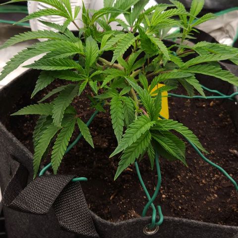 Purple Fuel, Top G, Purple G growlog timeline photo