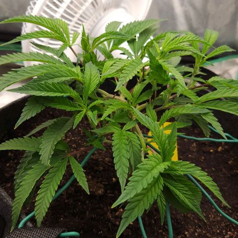 Purple Fuel, Top G, Purple G growlog timeline photo