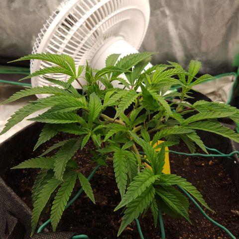 Purple Fuel, Top G, Purple G growlog timeline photo