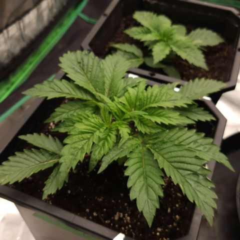 Purple Fuel, Top G, Purple G growlog timeline photo