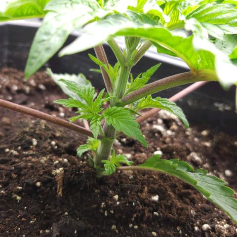 Purple Fuel, Top G, Purple G growlog timeline photo