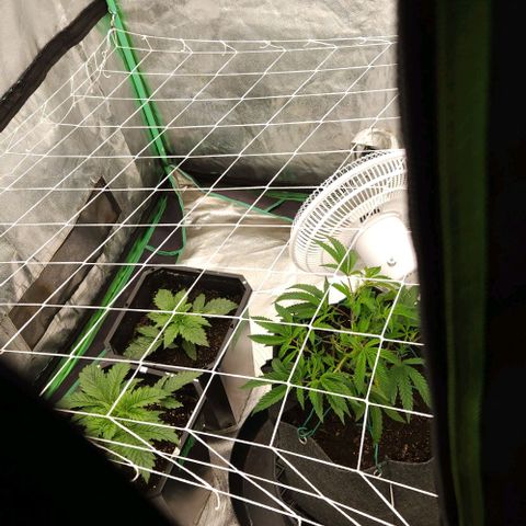 Purple Fuel, Top G, Purple G growlog timeline photo