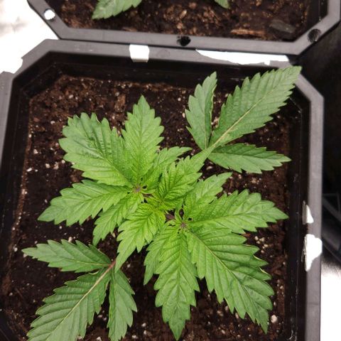 Purple Fuel, Top G, Purple G growlog timeline photo