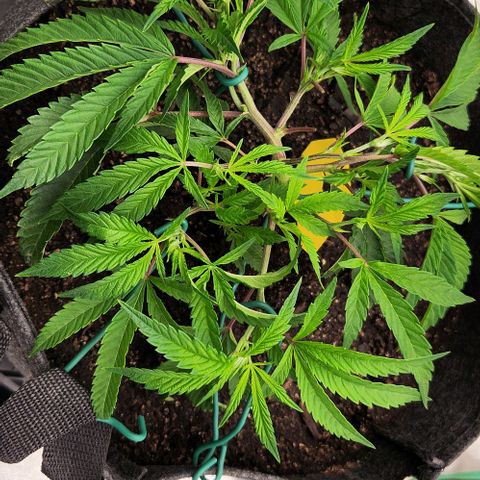 Purple Fuel, Top G, Purple G growlog timeline photo