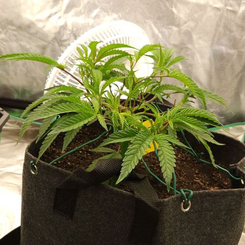 Purple Fuel, Top G, Purple G growlog timeline photo