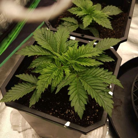 Purple Fuel, Top G, Purple G growlog timeline photo