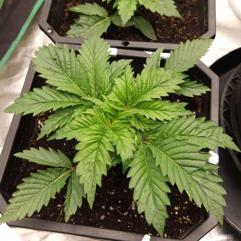 Purple Fuel, Top G, Purple G growlog timeline photo