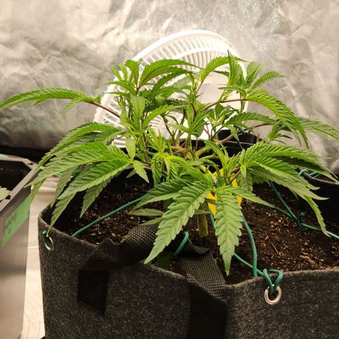 Purple Fuel, Top G, Purple G growlog timeline photo