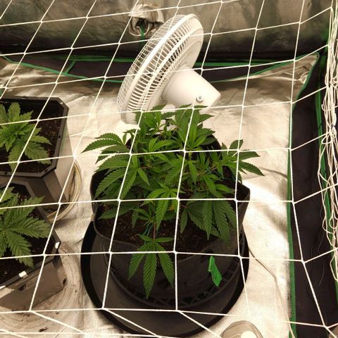 Purple Fuel, Top G, Purple G growlog timeline photo