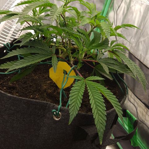 Purple Fuel, Top G, Purple G growlog timeline photo
