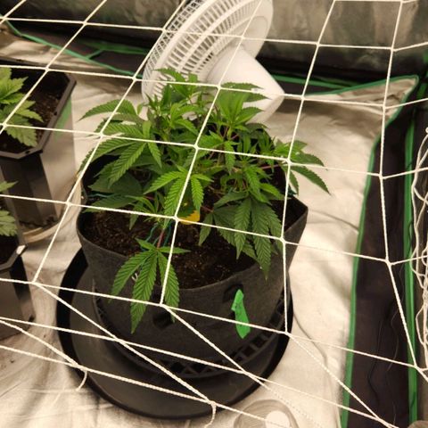 Purple Fuel, Top G, Purple G growlog timeline photo