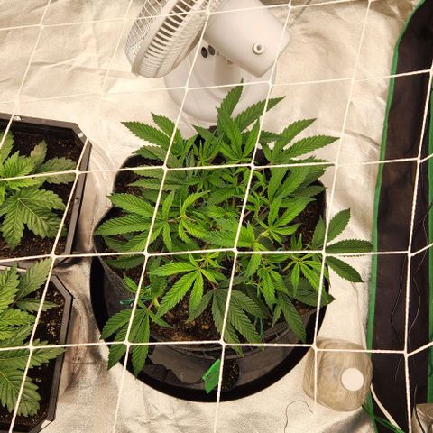 Purple Fuel, Top G, Purple G growlog timeline photo