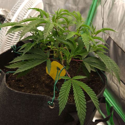 Purple Fuel, Top G, Purple G growlog timeline photo