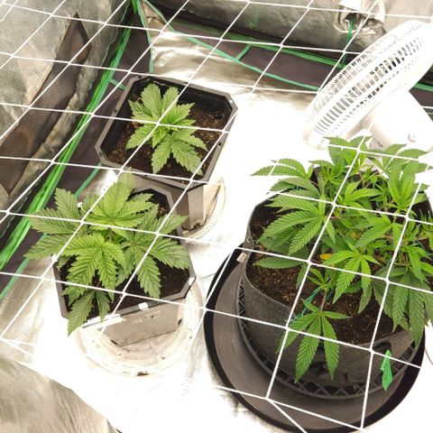 Purple Fuel, Top G, Purple G growlog timeline photo