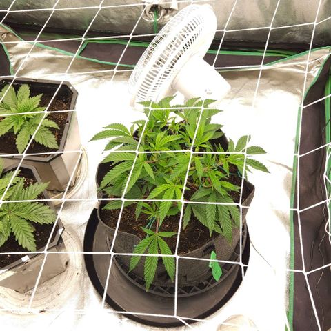 Purple Fuel, Top G, Purple G growlog timeline photo