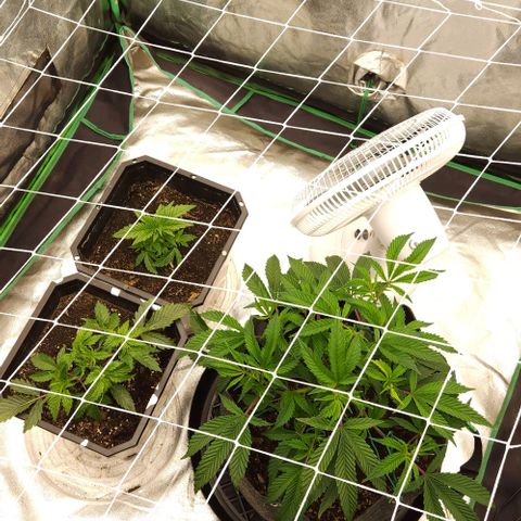 Purple Fuel, Top G, Purple G growlog timeline photo