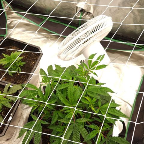 Purple Fuel, Top G, Purple G growlog timeline photo